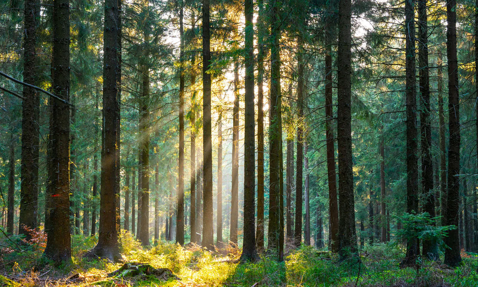 AdobeStock_Alexander-Kirch