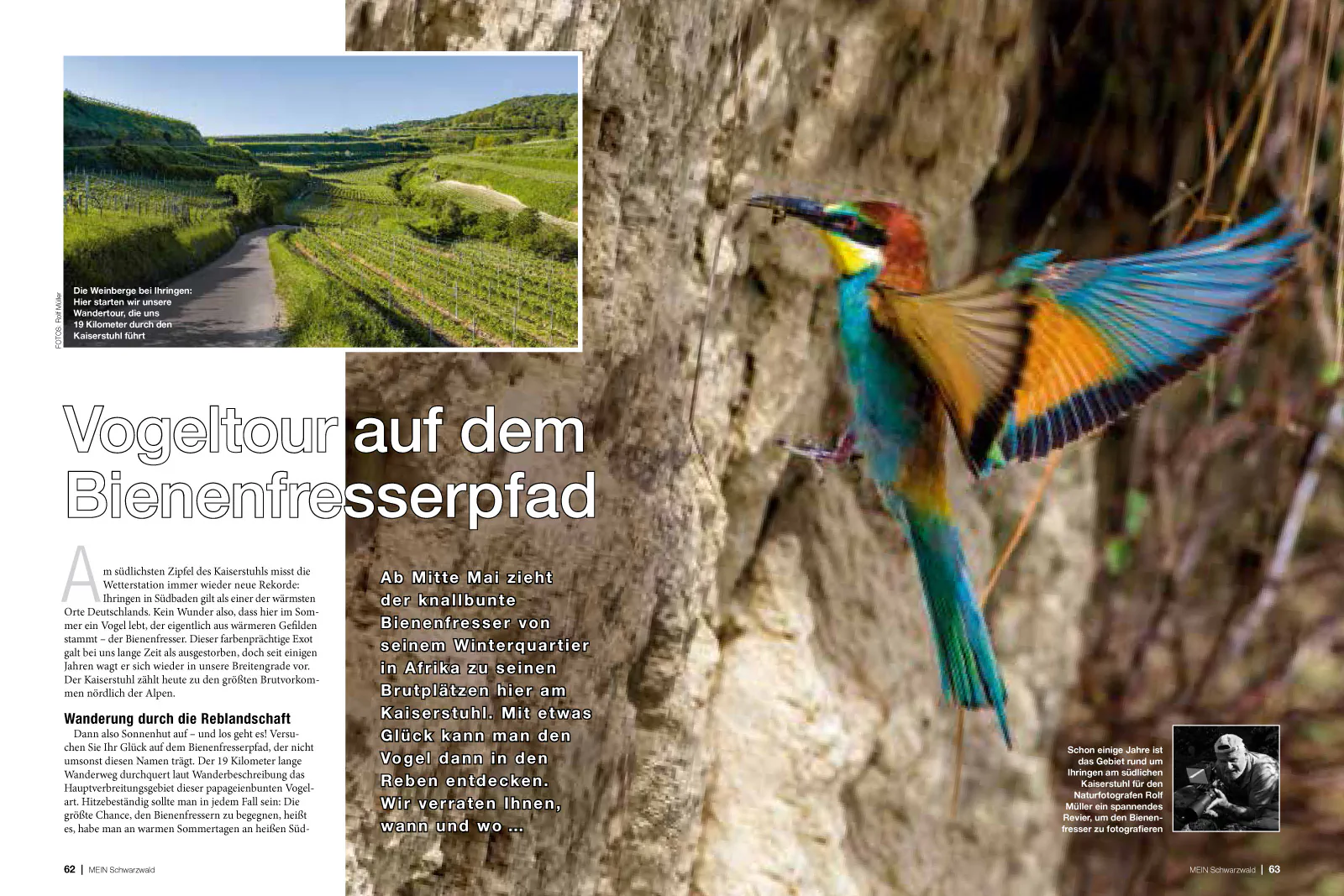 SW217_062067_Bienenfresser-1